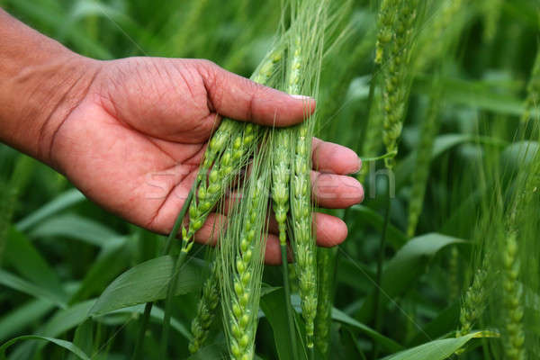 Verde campo de trigo agricultor mano verano campo Foto stock © bdspn