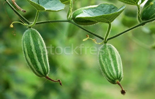Green pointed gourd in vegetable garden Stock photo © bdspn