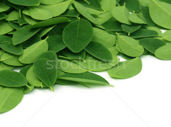 Foglie bianco verde medicina fresche sani Foto d'archivio © bdspn