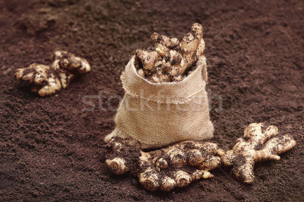 Foto stock: Recién · jengibre · bolsa · naturaleza · jardín