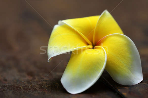 Frangipani Stock photo © bdspn