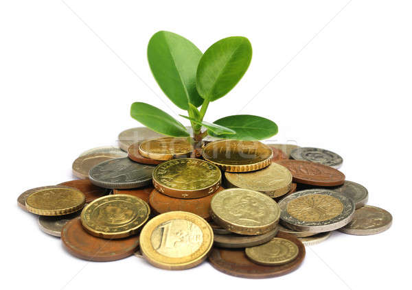 Money plant Stock photo © bdspn