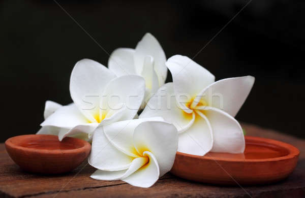 Frangipani with clay pot  Stock photo © bdspn
