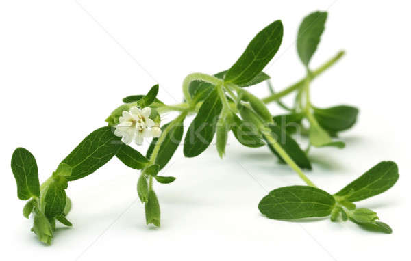 Stevia leaves with flower Stock photo © bdspn