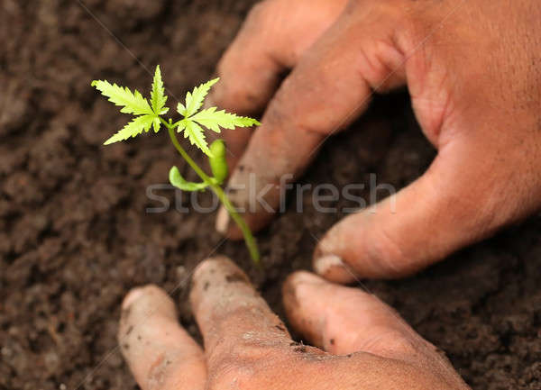 Planting neem plant Stock photo © bdspn