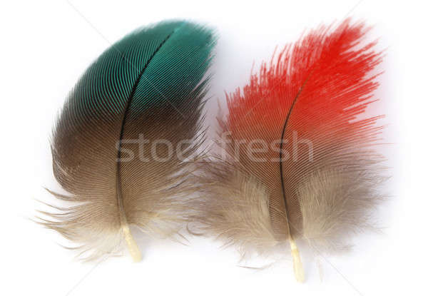 Colorful feather of macaw bird Stock photo © bdspn