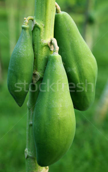 Green papaya in plant Stock photo © bdspn