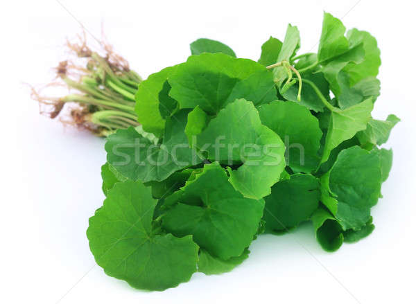 Gyógyászati levelek fehér étel levél egészség Stock fotó © bdspn