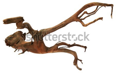 Driftwood  Stock photo © bdspn
