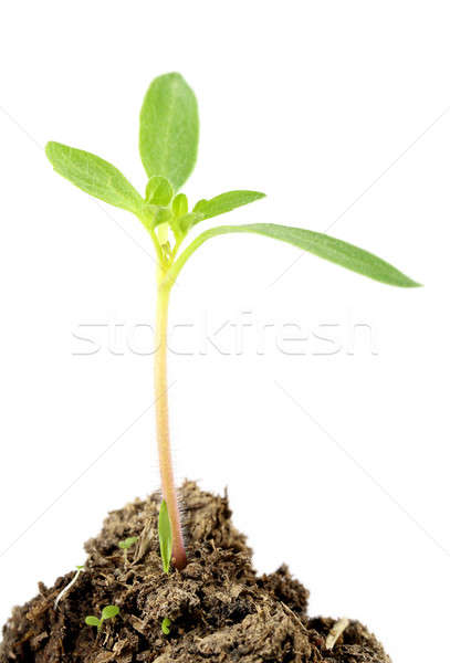 Tomate planta de semillero pequeño blanco lluvia planta Foto stock © bdspn