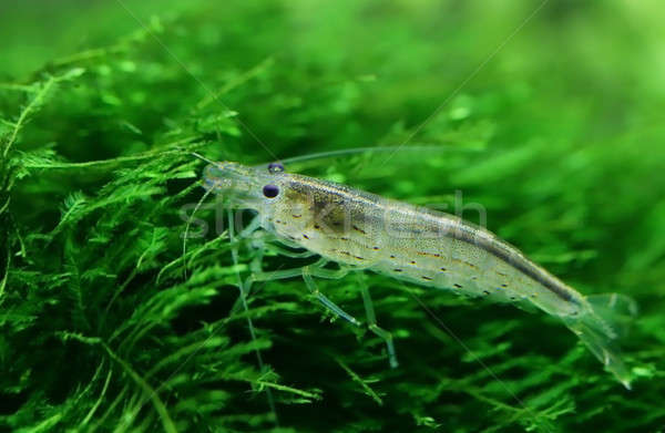 Yamato shrimp on java moss Stock photo © bdspn