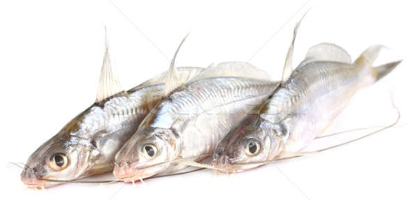 Tengra fish of Bangladesh Stock photo © bdspn