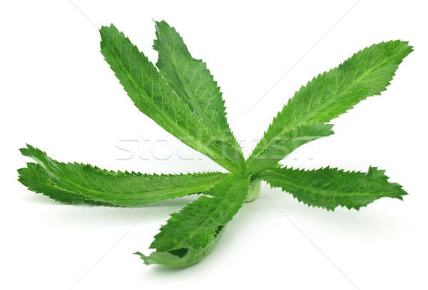 Stock photo: Eryngium foetidum or long coriander leaves