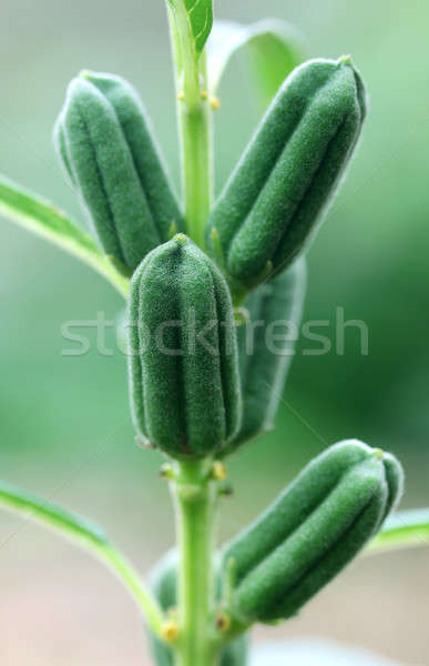 Stockfoto: Groene · sesam · bloem · voedsel · natuur · achtergrond