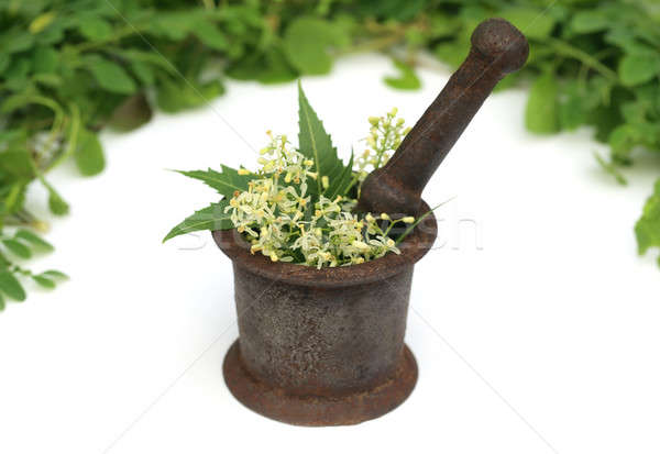 Medicinal herbs on a vintage mortar Stock photo © bdspn
