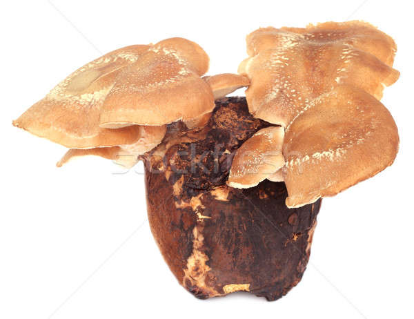 Stock photo: Edible Shiitake Mushrooms emerge out the seed