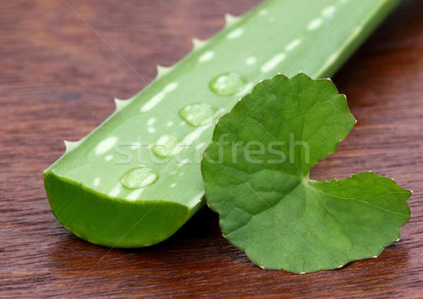 Medicinal aloe with thankuni  Stock photo © bdspn