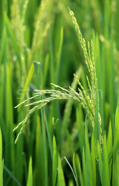 Green paddy in field Stock photo © bdspn