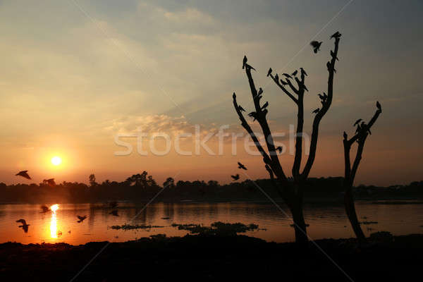 Sol detrás río secar planta línea Foto stock © bdspn