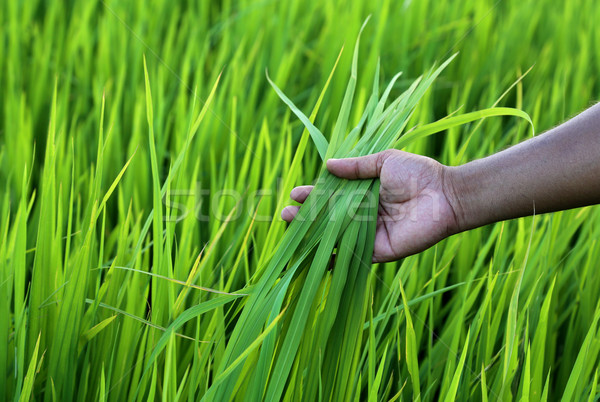 Green rice field with farmer hand Stock photo © bdspn