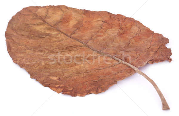 Secar tabaco hoja granja color blanco Foto stock © bdspn