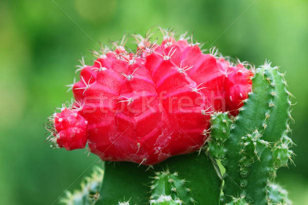 Macro roşu Lună cactus focus selectiv fundal Imagine de stoc © bdspn