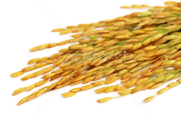 Paddy seeds Stock photo © bdspn