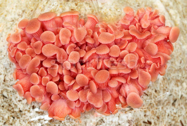 Pink oyster mushroom Stock photo © bdspn