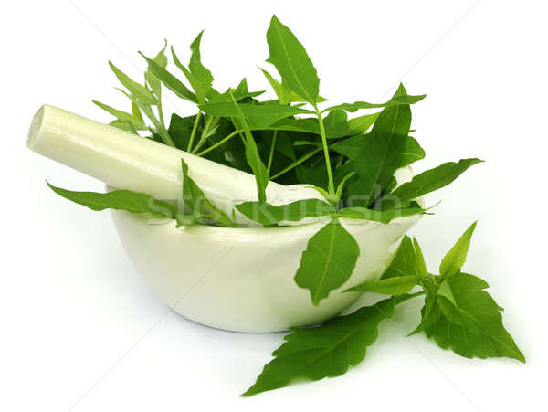 Medicinal Nishinda leaves with mortar and pestle Stock photo © bdspn