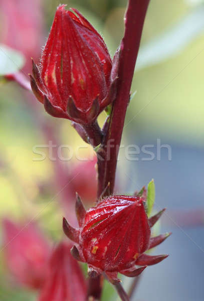 Roselle fruits on branch  Stock photo © bdspn