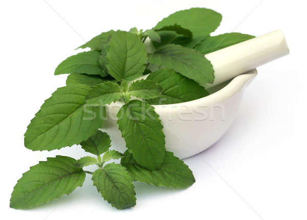 Medicinal holy basil or tulsi leaves Stock photo © bdspn