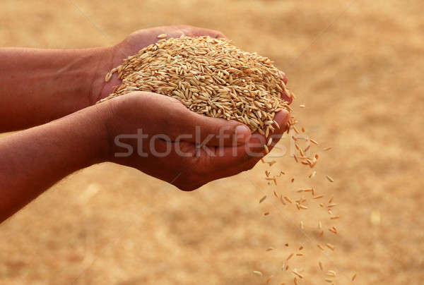 [[stock_photo]]: Main · or · semences · sous-continent · indien · alimentaire