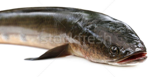 Giant Snakehead known as gozar fish in Bangladesh Stock photo © bdspn