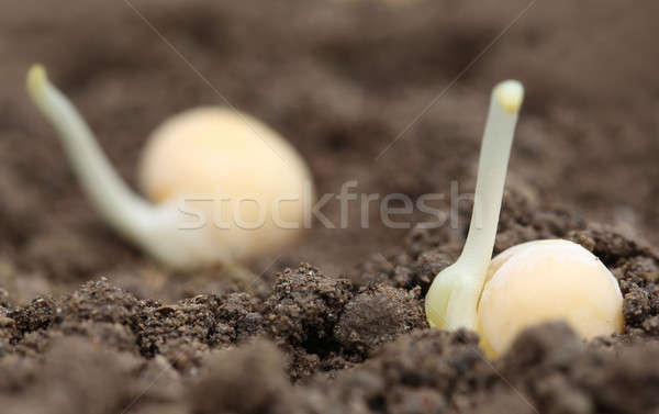 Groene kiemplant vruchtbaar bodem selectieve aandacht plant Stockfoto © bdspn