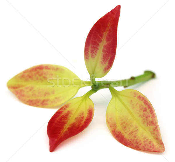 Zärtlich Zimt Blätter weiß Essen grünen Stock foto © bdspn