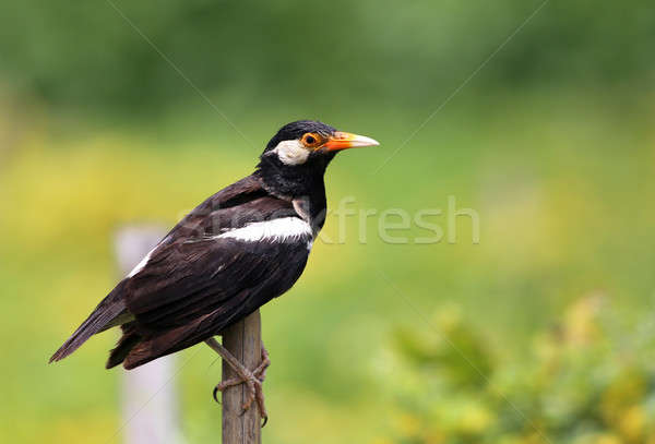 Young Asian Pied Starling Stock photo © bdspn