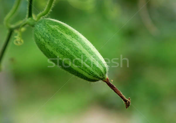 Green pointed gourd in vegetable garden Stock photo © bdspn