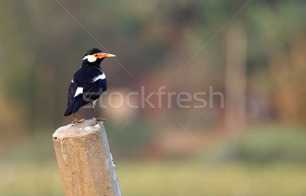 Asian Pied Starling Stock photo © bdspn