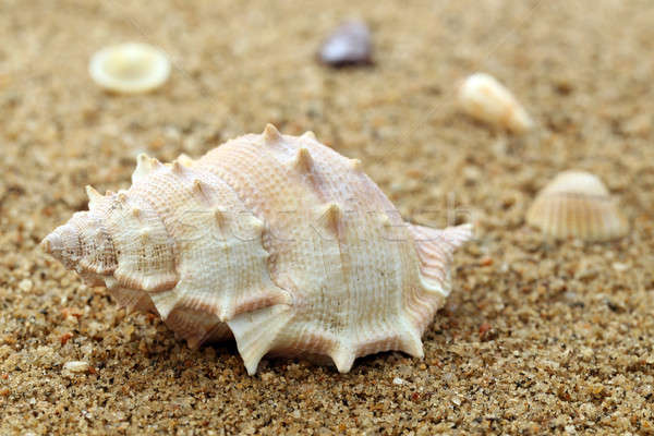 Snail shell in a sea beach Stock photo © bdspn