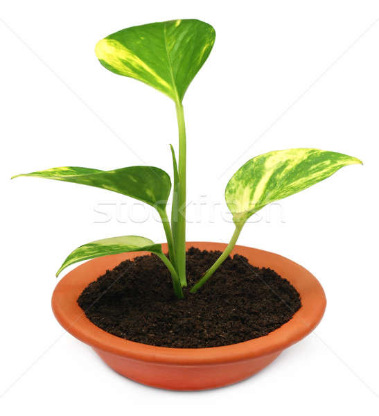 Dinheiro planta tigela fértil solo branco Foto stock © bdspn