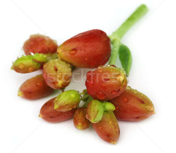 Herbal Kalanchoe flowers Stock photo © bdspn