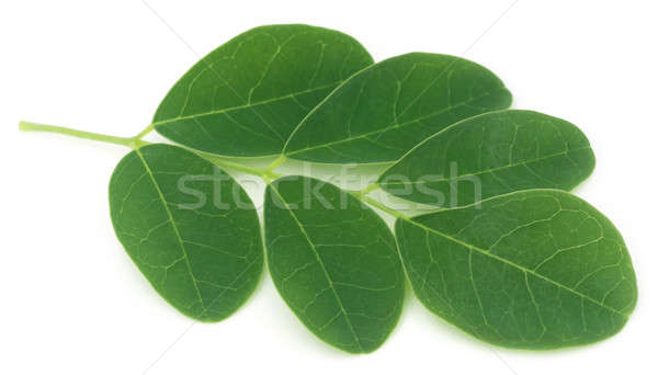 Stock photo: Moringa leaves 