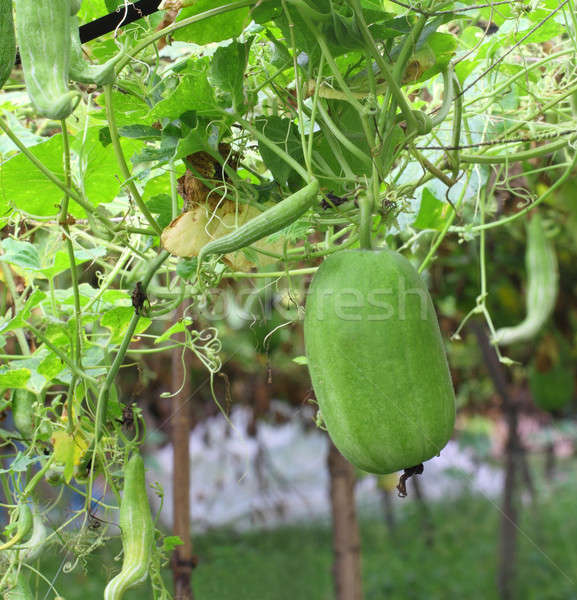 Cera vegetal jardim fresco fundo inverno Foto stock © bdspn
