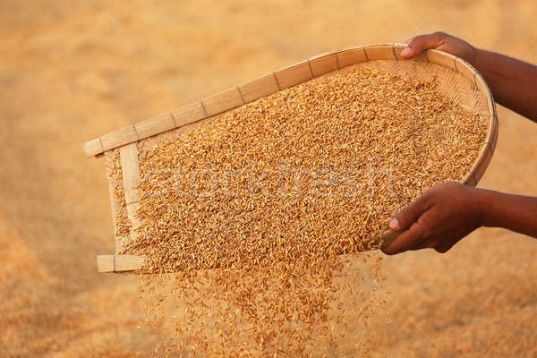 Cleaning of golden paddy seeds Stock photo © bdspn