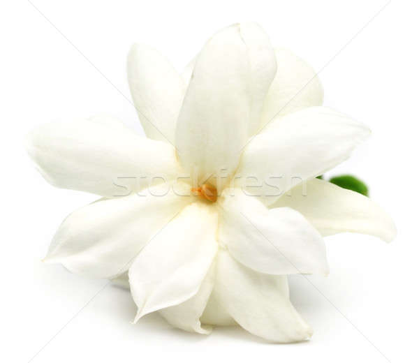 Stock photo: Jasmine flower 