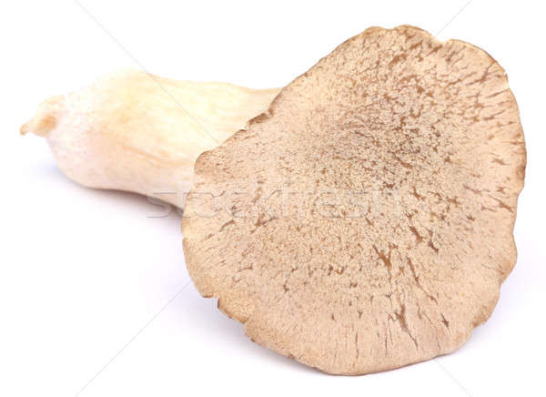 Stock photo: Edible Eryngii mushroom