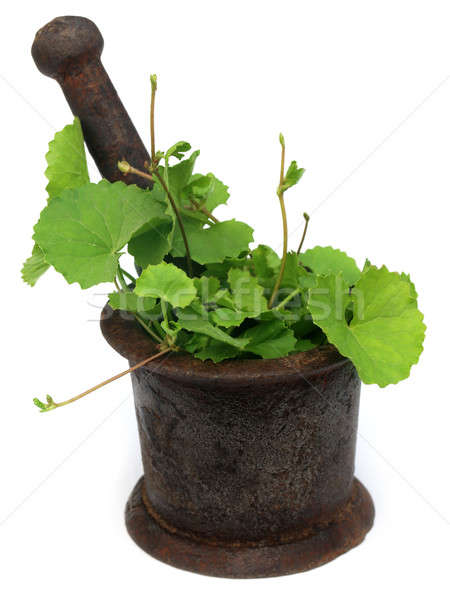Herbal thankuni leaves with a vintage mortar Stock photo © bdspn