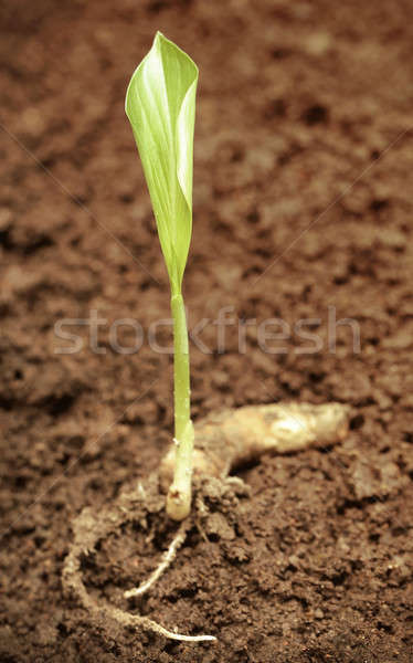 Kiemplant vruchtbaar bodem blad tuin groene Stockfoto © bdspn