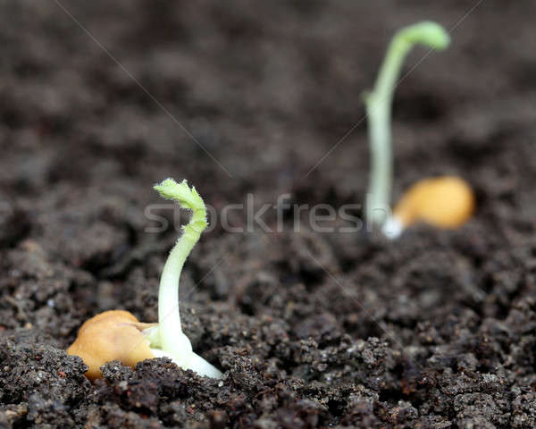 Kiemplant vruchtbaar bodem patroon landbouw plantaardige Stockfoto © bdspn