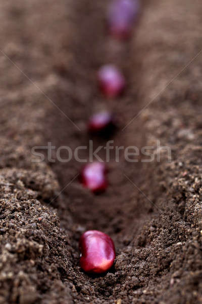 Planting rajma daal Stock photo © bdspn